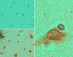 Invitrogen Stella Polyclonal Antibody 100 &mu;g; Unconjugated:Antibodies,