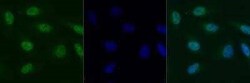 Invitrogen Histone H2A.X Polyclonal Antibody 100 &mu;g | Buy Online | Invitrogen&trade; | Fisher Scientific
