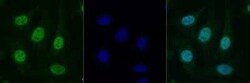Invitrogen Histone H2A.X Polyclonal Antibody 100 &mu;g | Buy Online | Invitrogen&trade; | Fisher Scientific