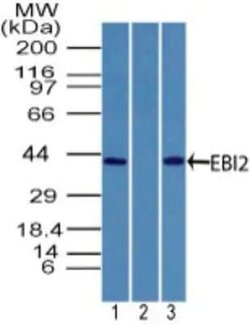 Invitrogen GPR183 Polyclonal Antibody 100 &mu;g; Unconjugated:Antibodies,