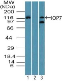 Invitrogen Importin 7 Polyclonal Antibody 100 &mu;g; Unconjugated:Antibodies,