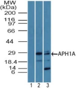 Invitrogen APH1 Polyclonal Antibody 100 &mu;g; Unconjugated:Antibodies,