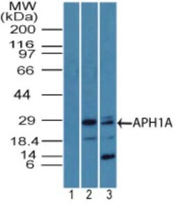 Invitrogen APH1 Polyclonal Antibody 100 &mu;g; Unconjugated:Antibodies,