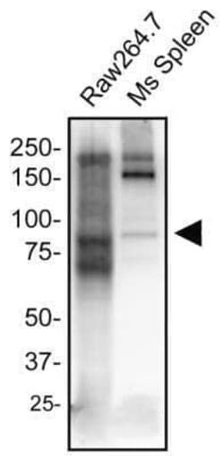 Invitrogen TRIF Polyclonal Antibody 100 &mu;g; Unconjugated:Antikörper