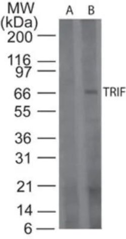 Invitrogen TRIF Polyclonal Antibody 100 μg; Unconjugated:Antibodies,