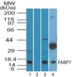 FABP7 Polyclonal Antibody, Invitrogen 100 &mu;g; Unconjugated:Antibodies,