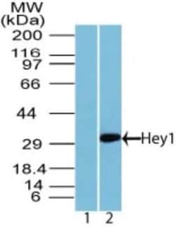 Invitrogen HEY1 Polyclonal Antibody 100 &mu;g; Unconjugated:Antibodies,