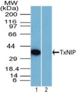 Invitrogen TXNIP Polyclonal Antibody 100 &mu;g; Unconjugated:Antibodies,