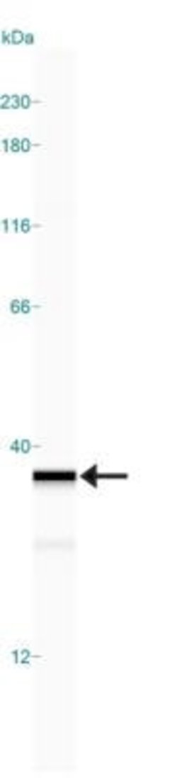 Invitrogen HMGB1 Polyclonal Antibody 100 μg; Unconjugated:Antibodies,