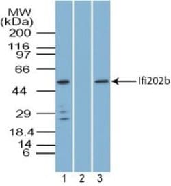 Invitrogen Ifi202 Polyclonal Antibody 100 &mu;g; Unconjugated:Antibodies,