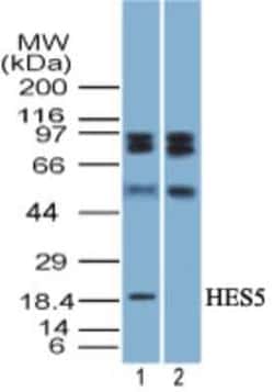 Invitrogen HES5 Polyclonal Antibody 100 &mu;g; Unconjugated:Antibodies,