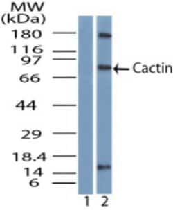 CACTIN Polyclonal Antibody:Antibodies, Polyclonal