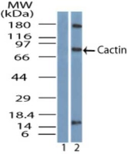 Invitrogen CACTIN Polyclonal Antibody 100 &mu;g | Buy Online | Invitrogen&trade; | Fisher Scientific