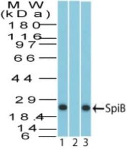 Invitrogen SPIB Polyclonal Antibody 100 &mu;g; Unconjugated:Antibodies,