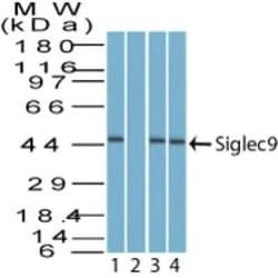 Invitrogen SIGLEC9 Polyclonal Antibody 100 &mu;g; Unconjugated:Antibodies,