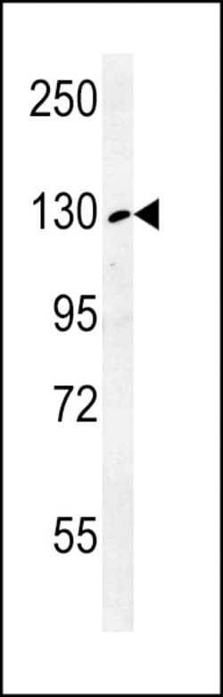 Invitrogen RTL1 Polyclonal Antibody 400 &mu;L; Unconjugated:Antibodies,