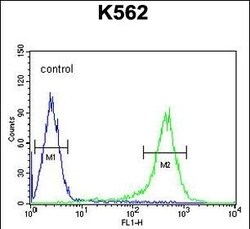 Invitrogen TMEM132D Polyclonal Antibody 400 &mu;L; Unconjugated:Antibodies,