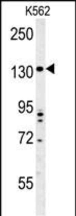 Invitrogen TMEM132D Polyclonal Antibody 400 &mu;L; Unconjugated:Antibodies,