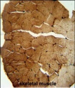 Invitrogen SLC35B2 Polyclonal Antibody 400 &mu;L; Unconjugated:Antibodies,