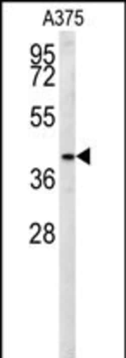Invitrogen SLC35B2 Polyclonal Antibody 400 &mu;L; Unconjugated:Antibodies,