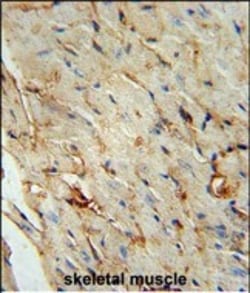 Invitrogen SCARA5 Polyclonal Antibody 400 μL; Unconjugated:Antibodies,