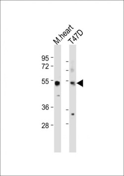 Invitrogen SCARA5 Polyclonal Antibody 400 μL; Unconjugated:Antibodies,
