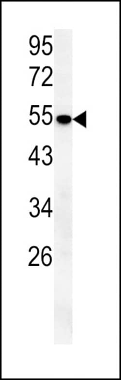 Invitrogen SLC43A2 Polyclonal Antibody 400 &mu;L; Unconjugated:Antibodies,