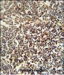 Invitrogen LAPTM5 Polyclonal Antibody 400 &mu;L; Unconjugated:Antibodies,