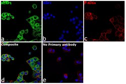 Invitrogen KEAP1 Polyclonal Antibody 400 &mu;L | Buy Online | Invitrogen&trade; | Fisher Scientific