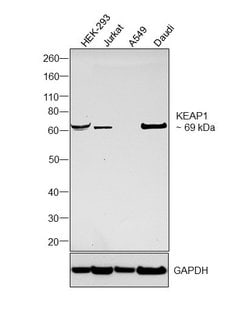 Invitrogen KEAP1 Polyclonal Antibody 400 &mu;L | Buy Online | Invitrogen&trade; | Fisher Scientific