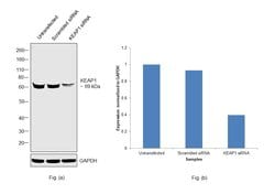 Invitrogen KEAP1 Polyclonal Antibody 400 &mu;L | Buy Online | Invitrogen&trade; | Fisher Scientific