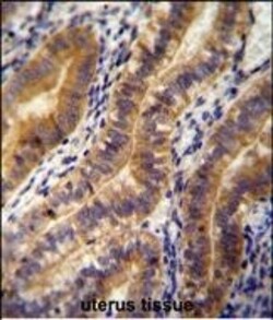 Invitrogen Angiopoietin 2 Polyclonal Antibody 400 &mu;L; Unconjugated:Antibodies,
