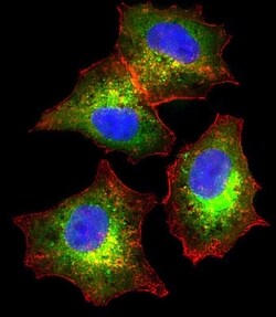 Invitrogen Fetuin A Polyclonal Antibody 400 μL; Unconjugated:Antibodies,