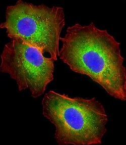 Invitrogen Fetuin A Polyclonal Antibody 400 μL; Unconjugated:Antibodies,