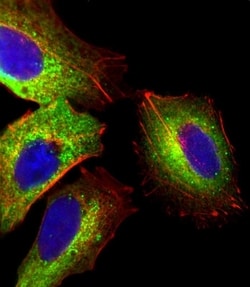 Invitrogen Fetuin A Polyclonal Antibody 400 μL; Unconjugated:Antibodies,