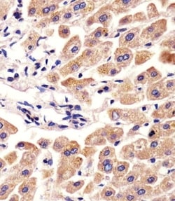 Invitrogen Fetuin A Polyclonal Antibody 400 μL; Unconjugated:Antibodies,