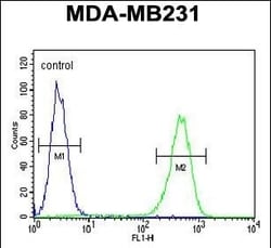 Invitrogen AMACR Polyclonal Antibody 400 &mu;L | Buy Online | Invitrogen&trade; | Fisher Scientific