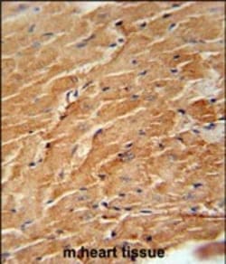 Invitrogen CCL21 Polyclonal Antibody 400 &mu;L; Unconjugated:Antibodies,