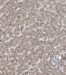 Invitrogen Cyclin Y Polyclonal Antibody 400 &mu;L; Unconjugated:Antibodies,