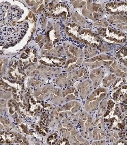 Invitrogen Cyclin Y Polyclonal Antibody 400 &mu;L; Unconjugated:Antibodies,
