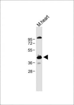 Invitrogen Cyclin Y Polyclonal Antibody 400 &mu;L; Unconjugated:Antibodies,
