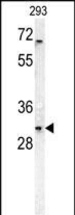 Invitrogen DcR3 Polyclonal Antibody 400 &mu;L; Unconjugated:Antibodies,