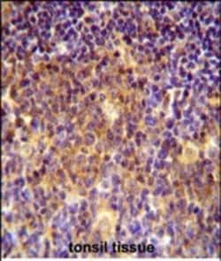 Invitrogen MUTED Polyclonal Antibody 400 &mu;L; Unconjugated:Antibodies,
