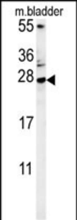 Invitrogen MUTED Polyclonal Antibody 400 &mu;L; Unconjugated:Antibodies,