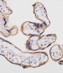 Invitrogen CD98 Polyclonal Antibody 400 &mu;L; Unconjugated:Antibodies,
