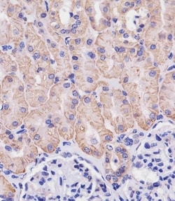 Invitrogen CD98 Polyclonal Antibody 400 &mu;L; Unconjugated:Antibodies,