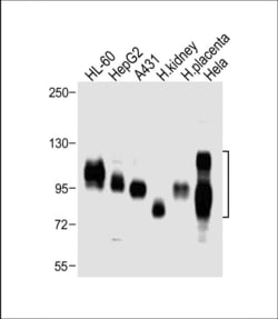 Invitrogen CD98 Polyclonal Antibody 400 &mu;L; Unconjugated:Antibodies,