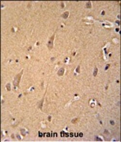 Invitrogen GCC2 Polyclonal Antibody 400 &mu;L; Unconjugated:Antibodies,