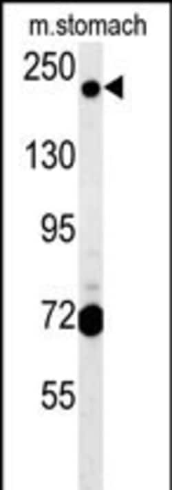 Invitrogen GCC2 Polyclonal Antibody 400 &mu;L; Unconjugated:Antibodies,