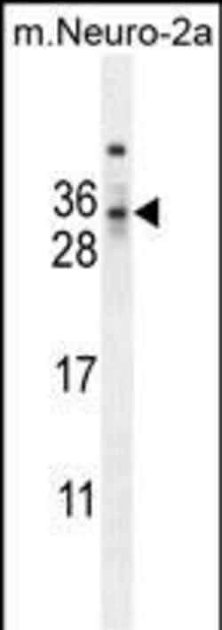 Invitrogen MAF1 Polyclonal Antibody 400 &mu;L; Unconjugated:Antibodies,